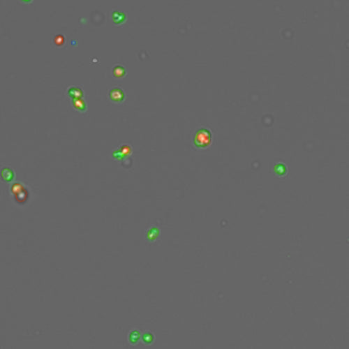Apoptosis assay